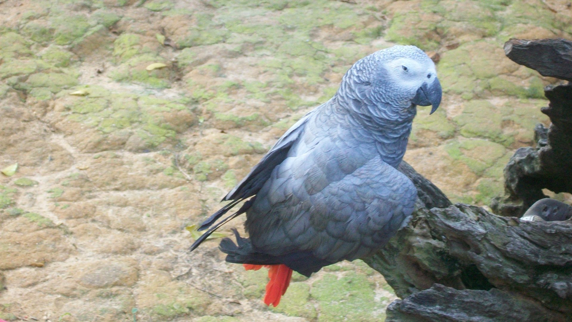 African Grey Parrot