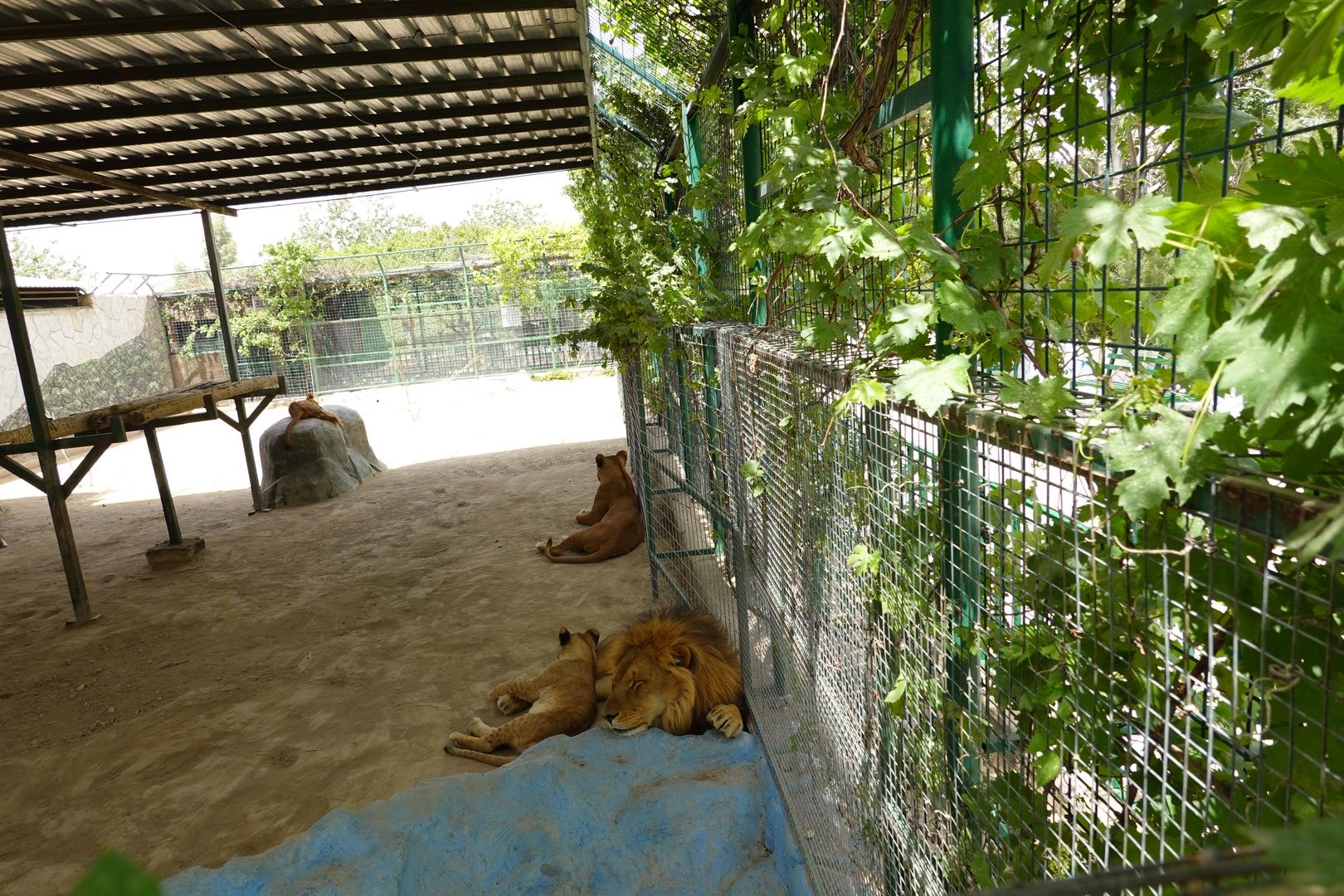 African Lion (White)