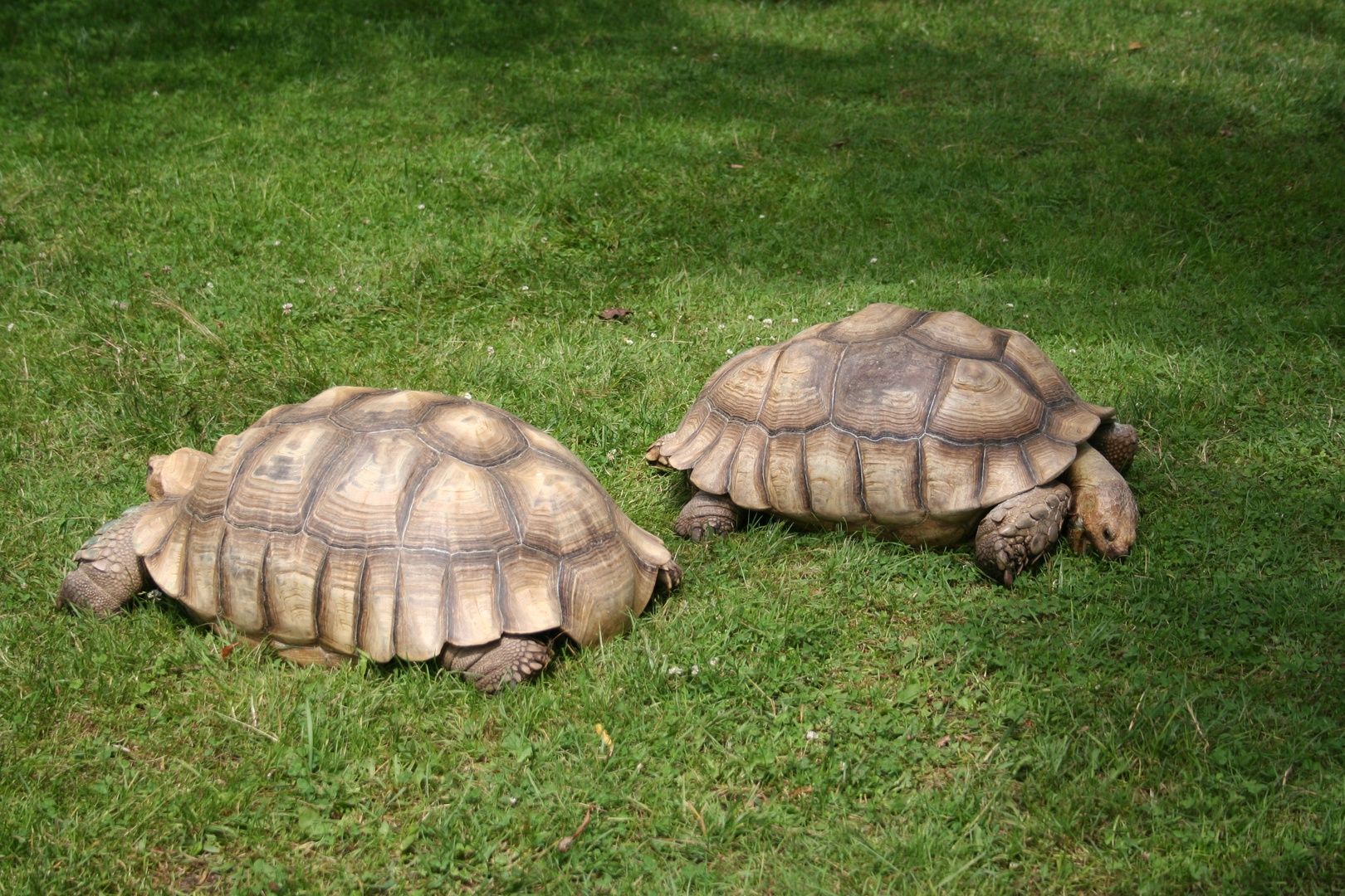 African Spurred Tortoise