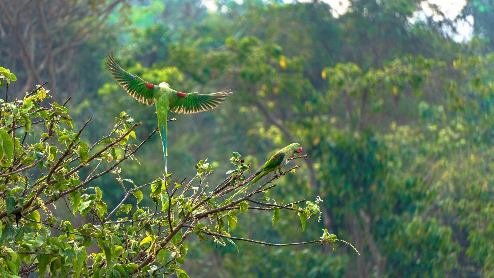 Alexandrine Parakeet