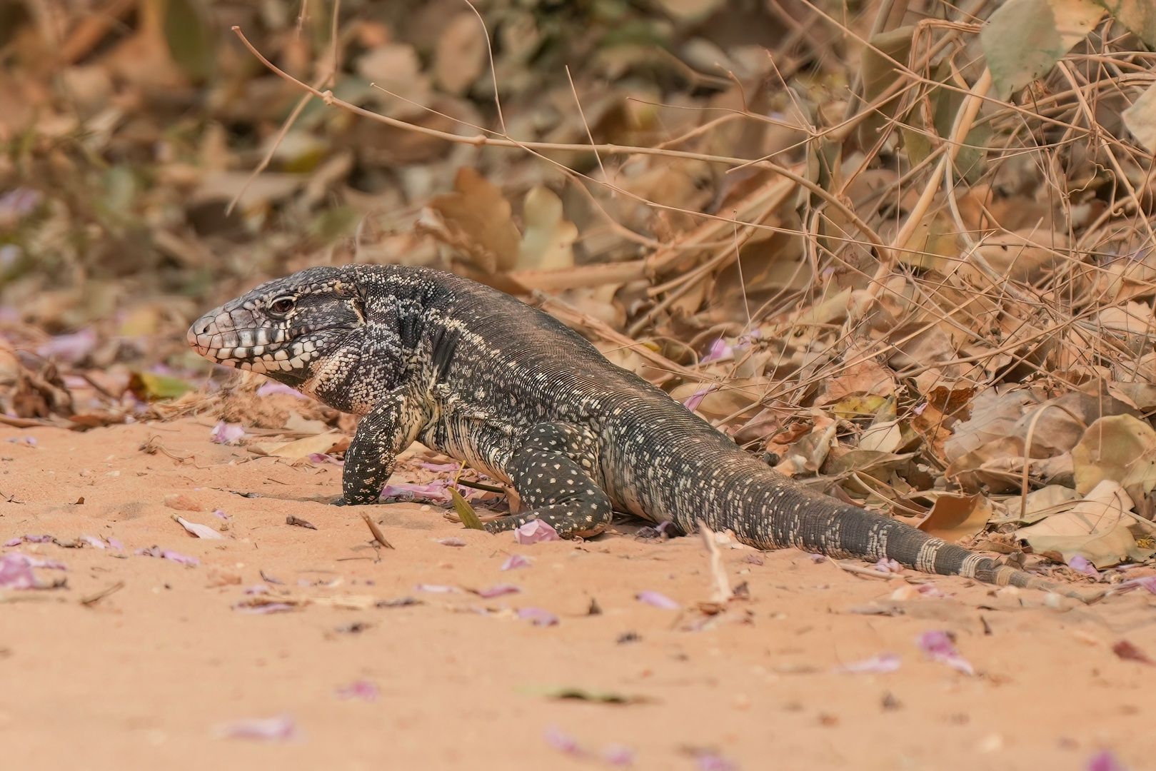 Argentine Black and White Tegu