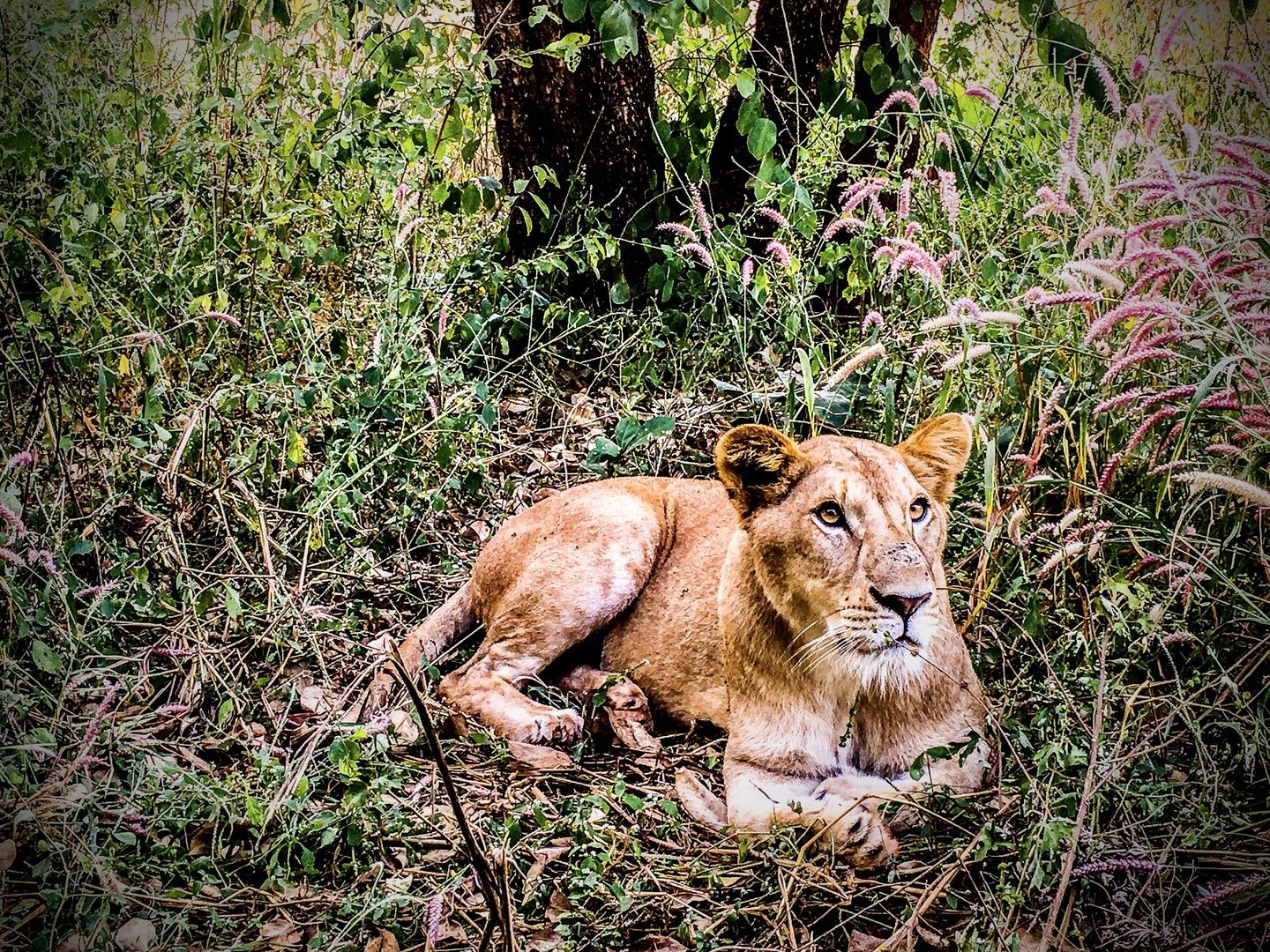 Asiatic lion