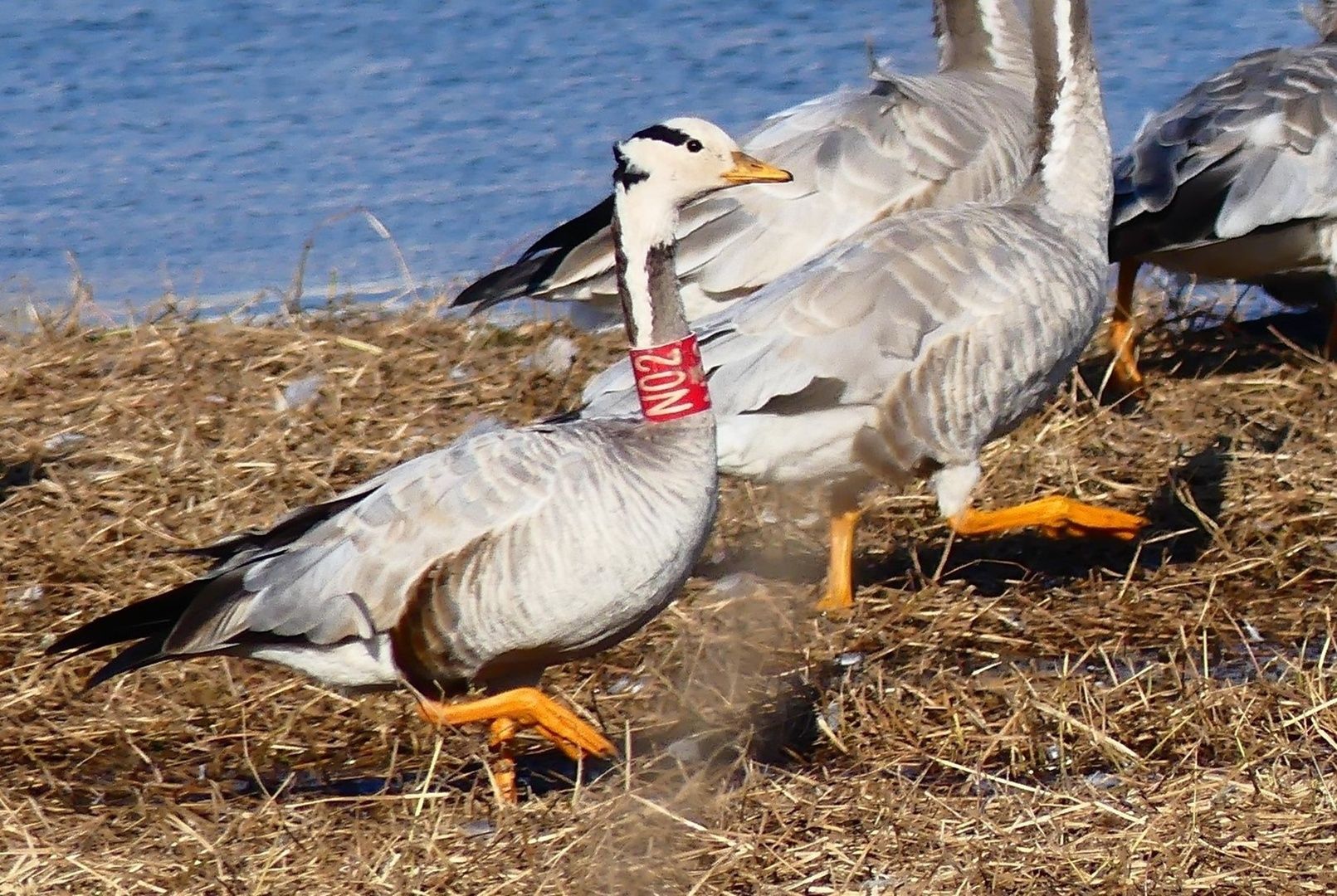 Bar-headed Goose