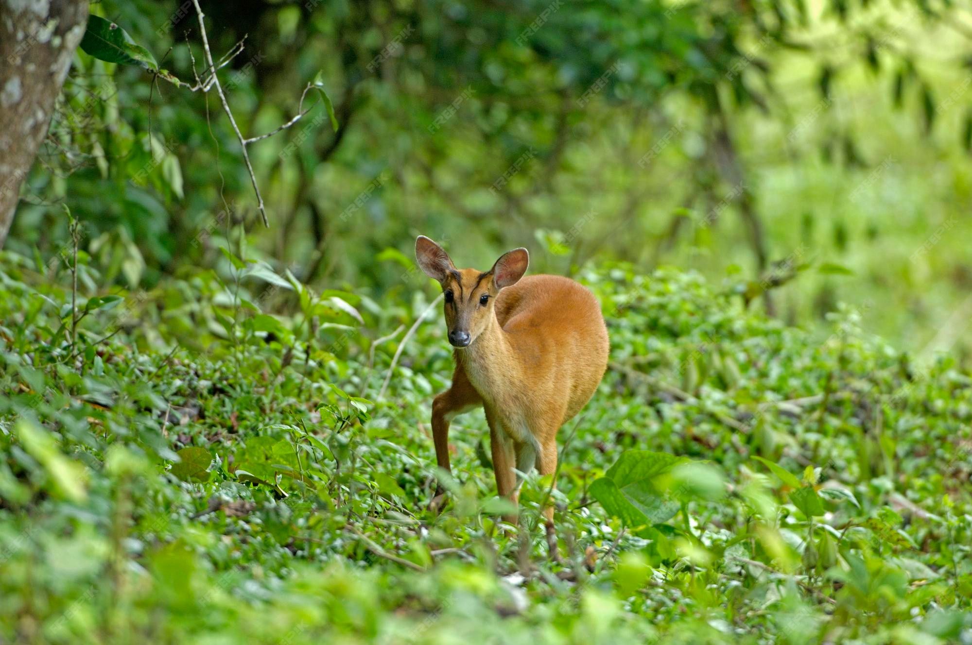 Barking Deer