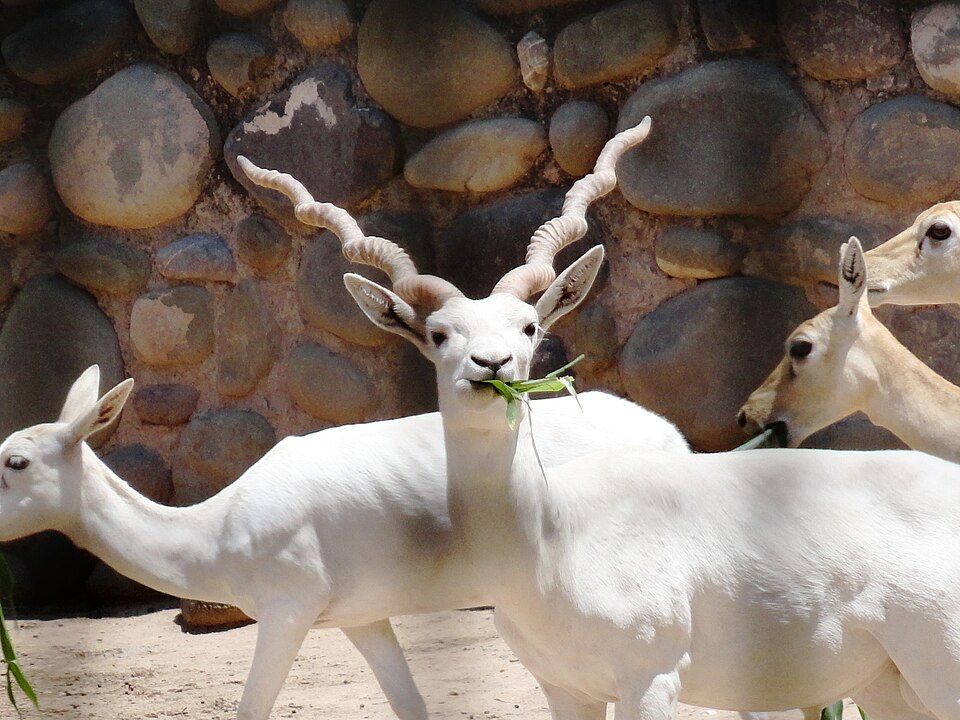 Blackbuck (White)