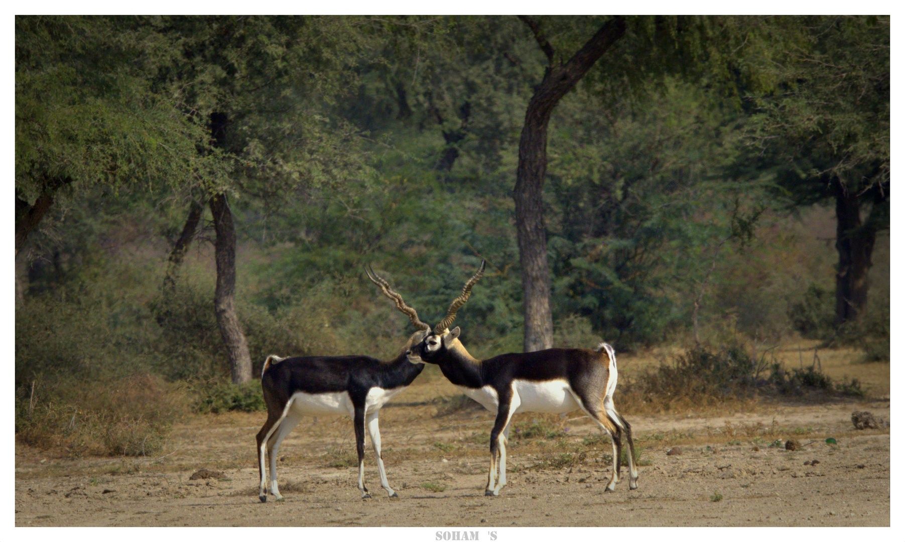 Blackbuck