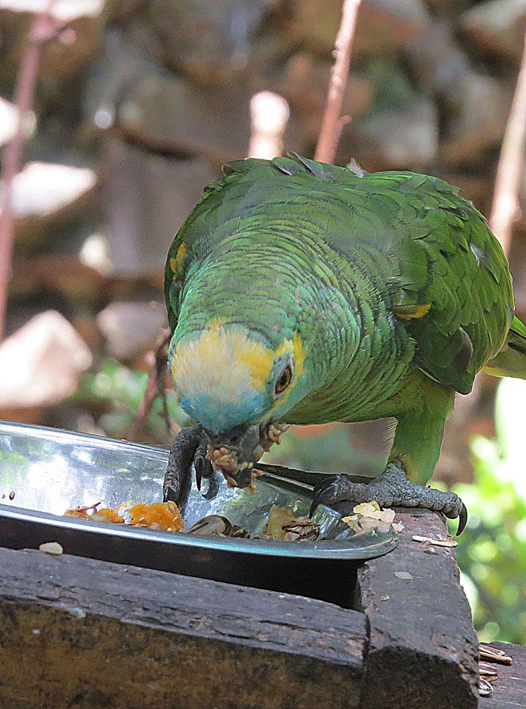 Blue Fronted Amazon