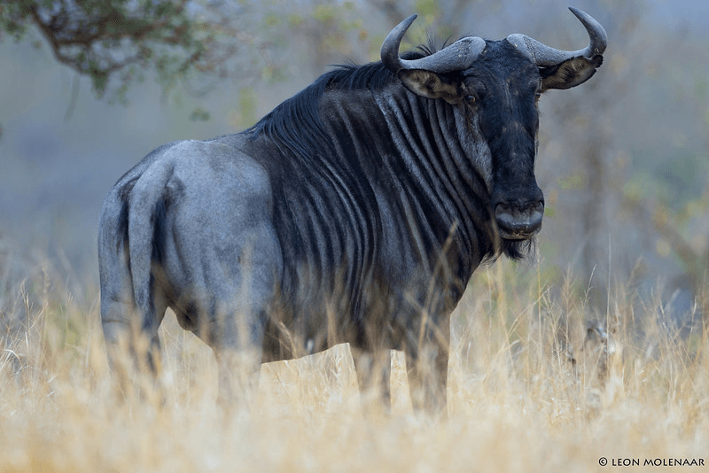 Blue Wildebeest