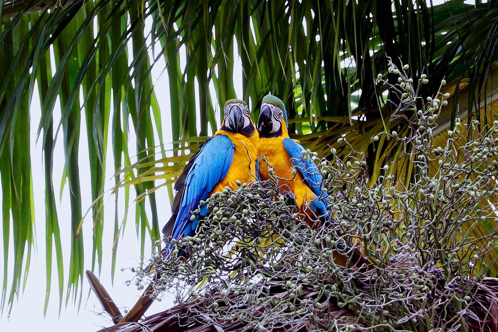Blue and Gold Macaw