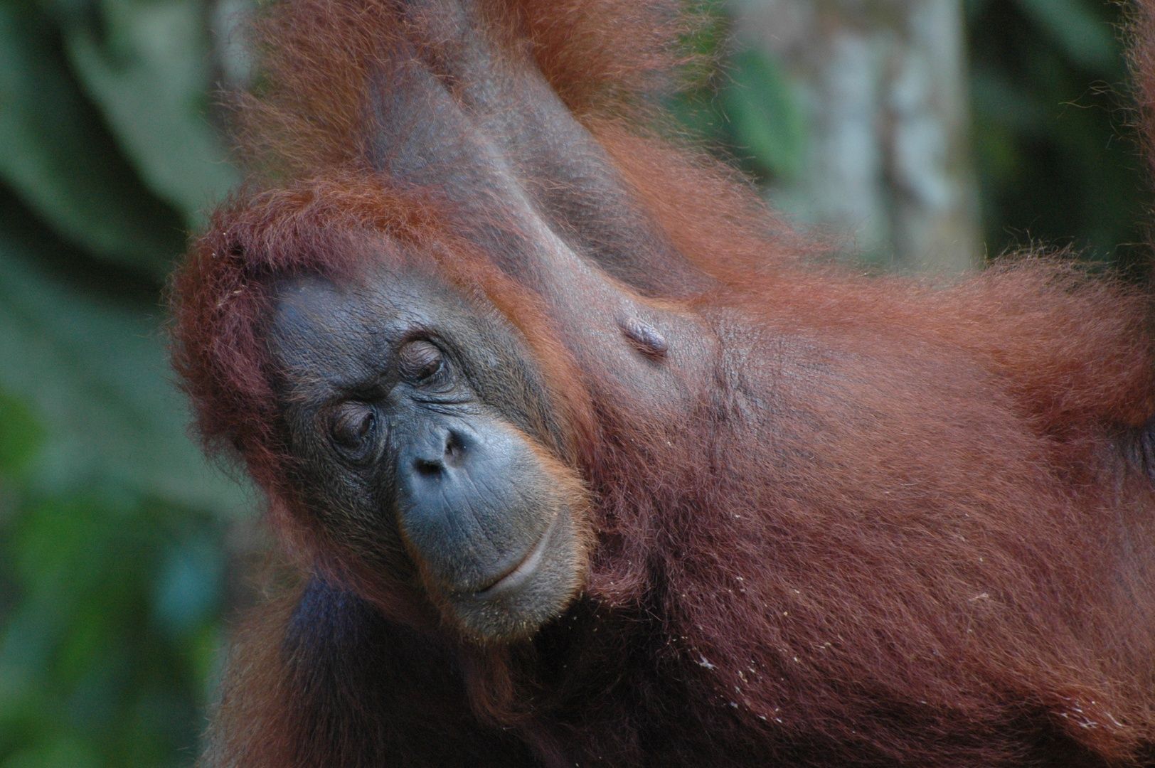Bornean Orangutan