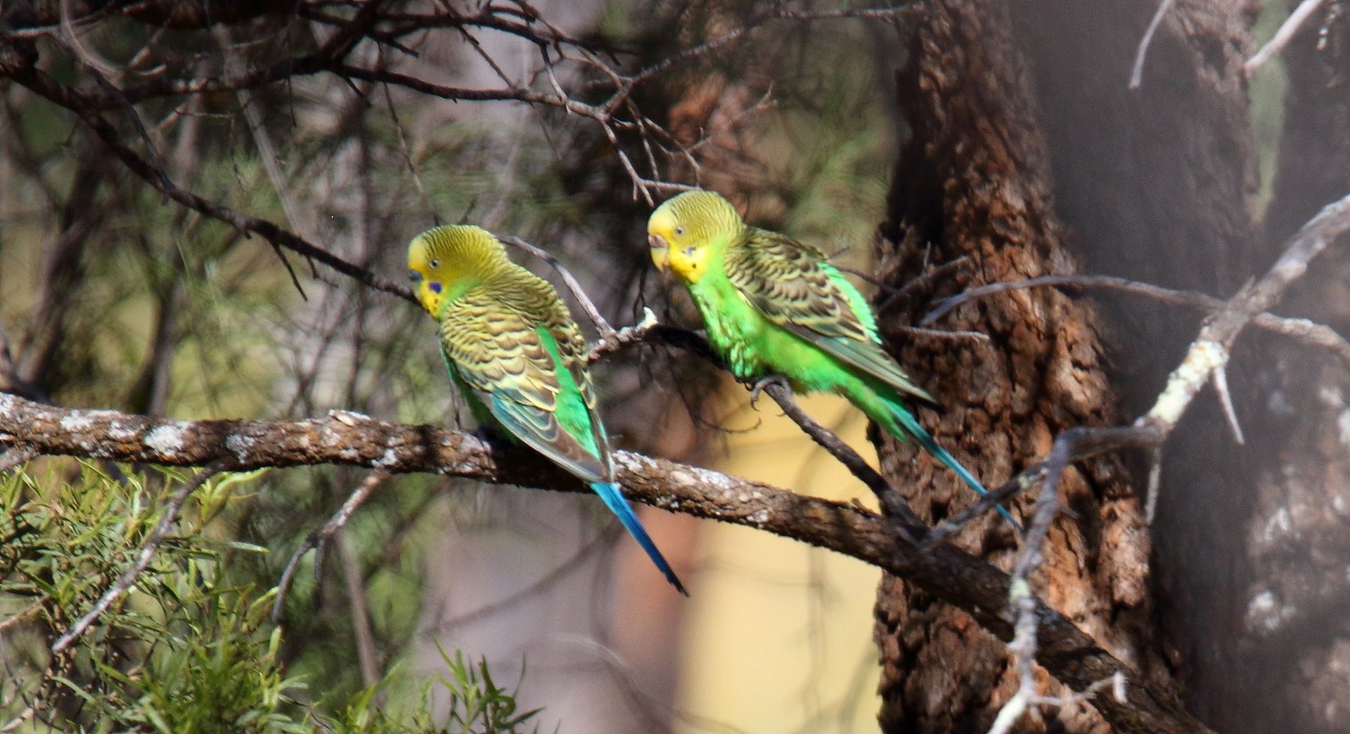 Budgerigar