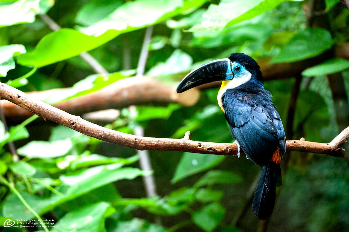 Channel-billed Toucan