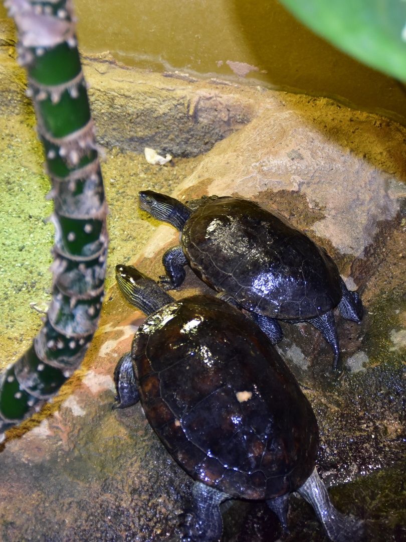Chinese Stripe-necked Turtle