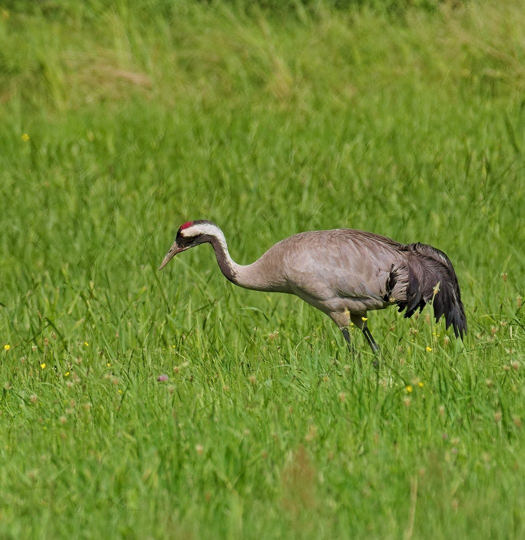 Common Crane