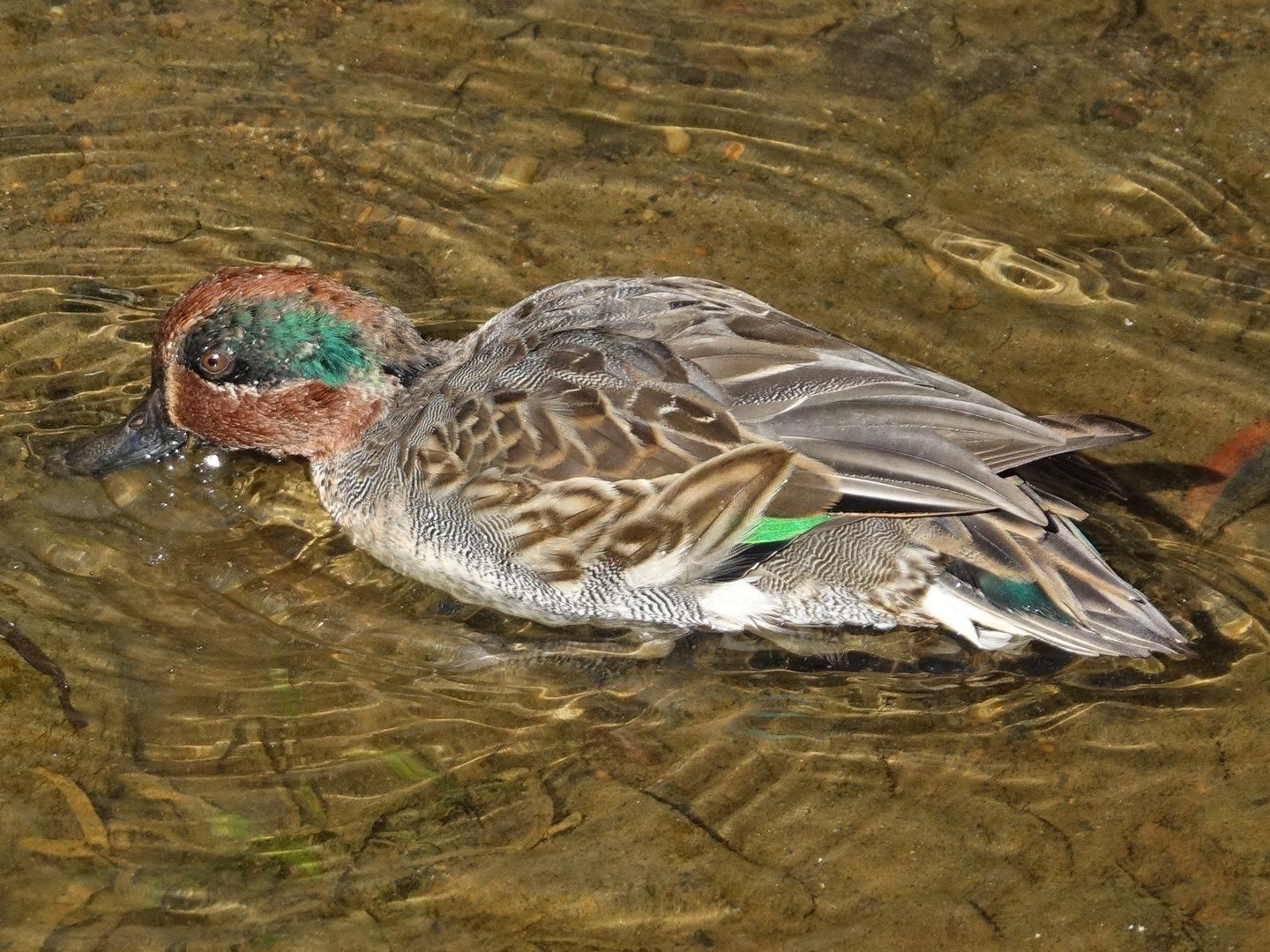 Common Teal