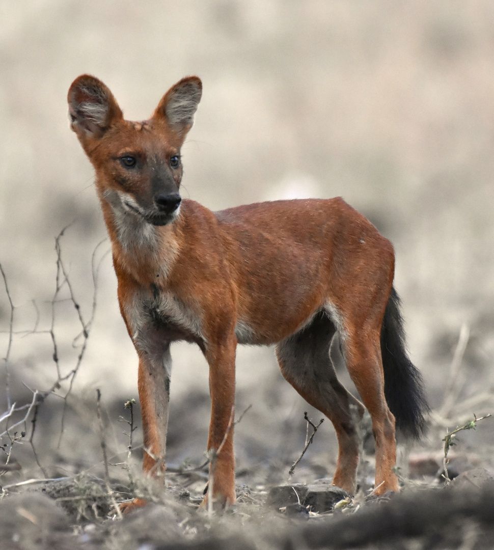 Dhole