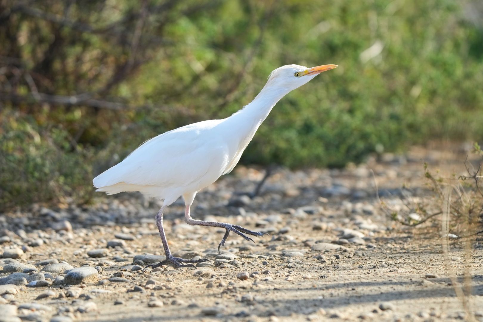 Egret