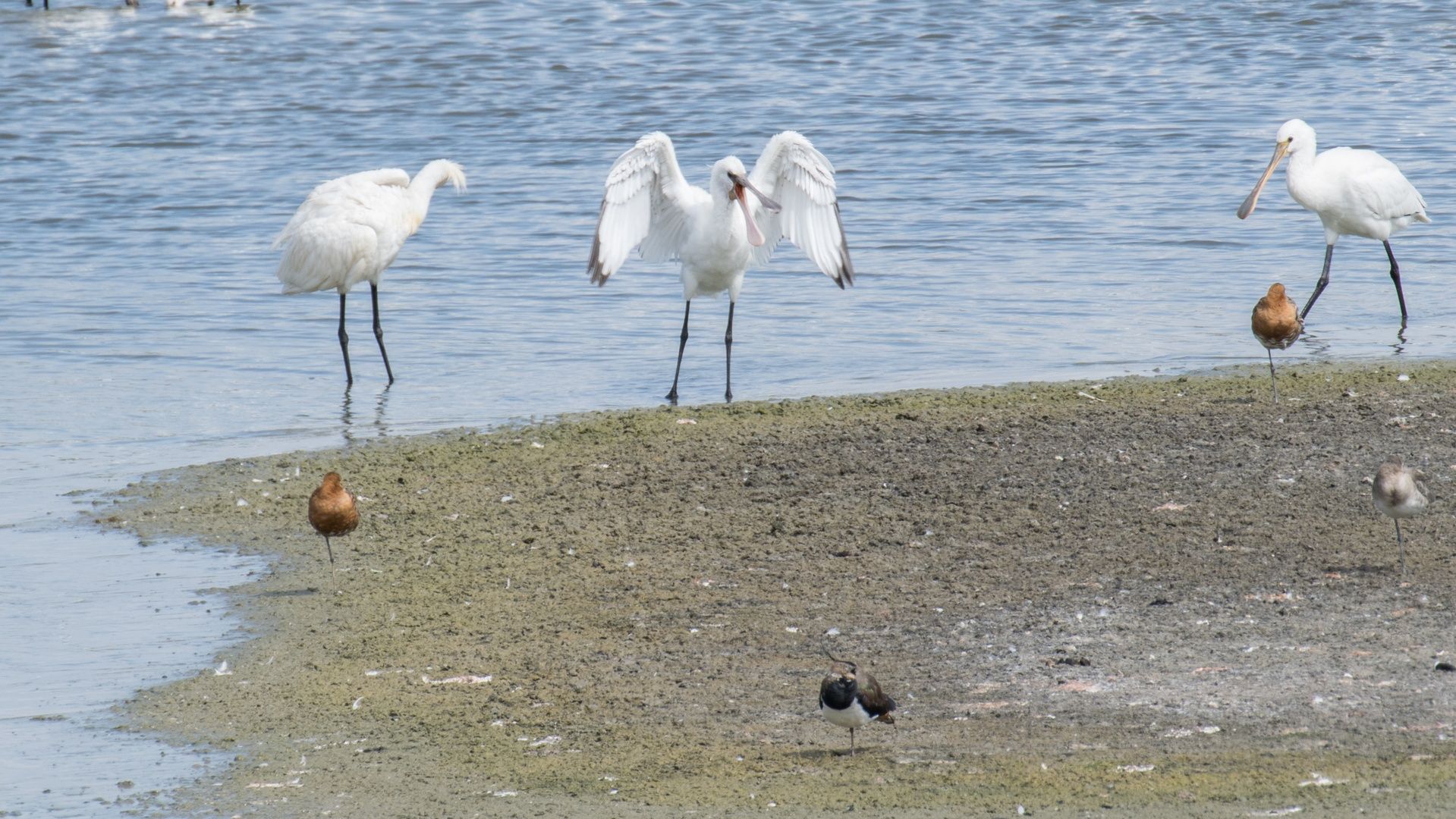 Eurasian Spoonbill