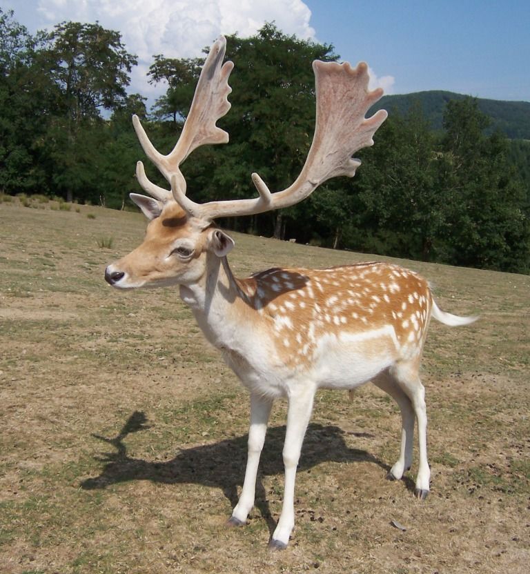 Fallow Deer