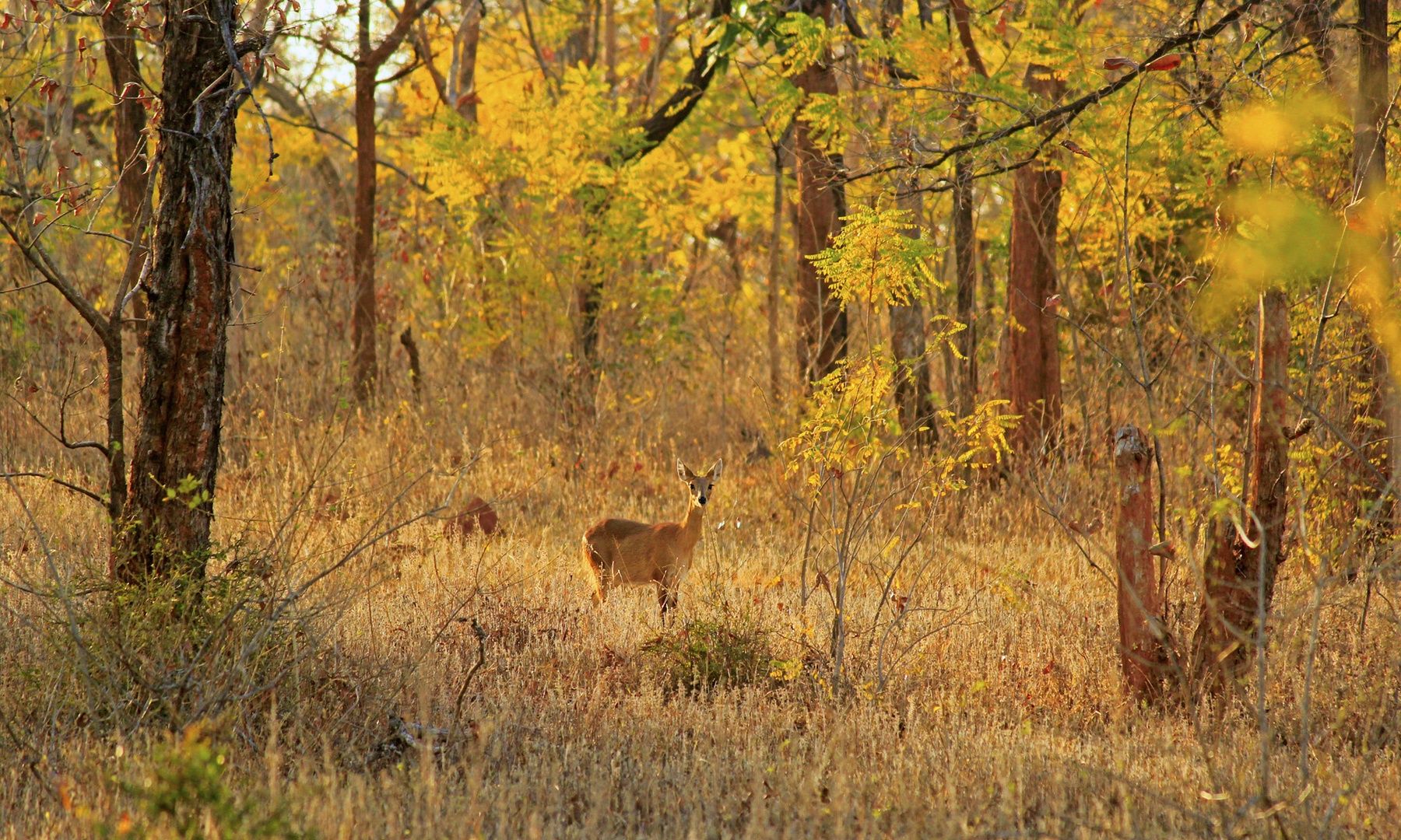 Four-horned Antelope