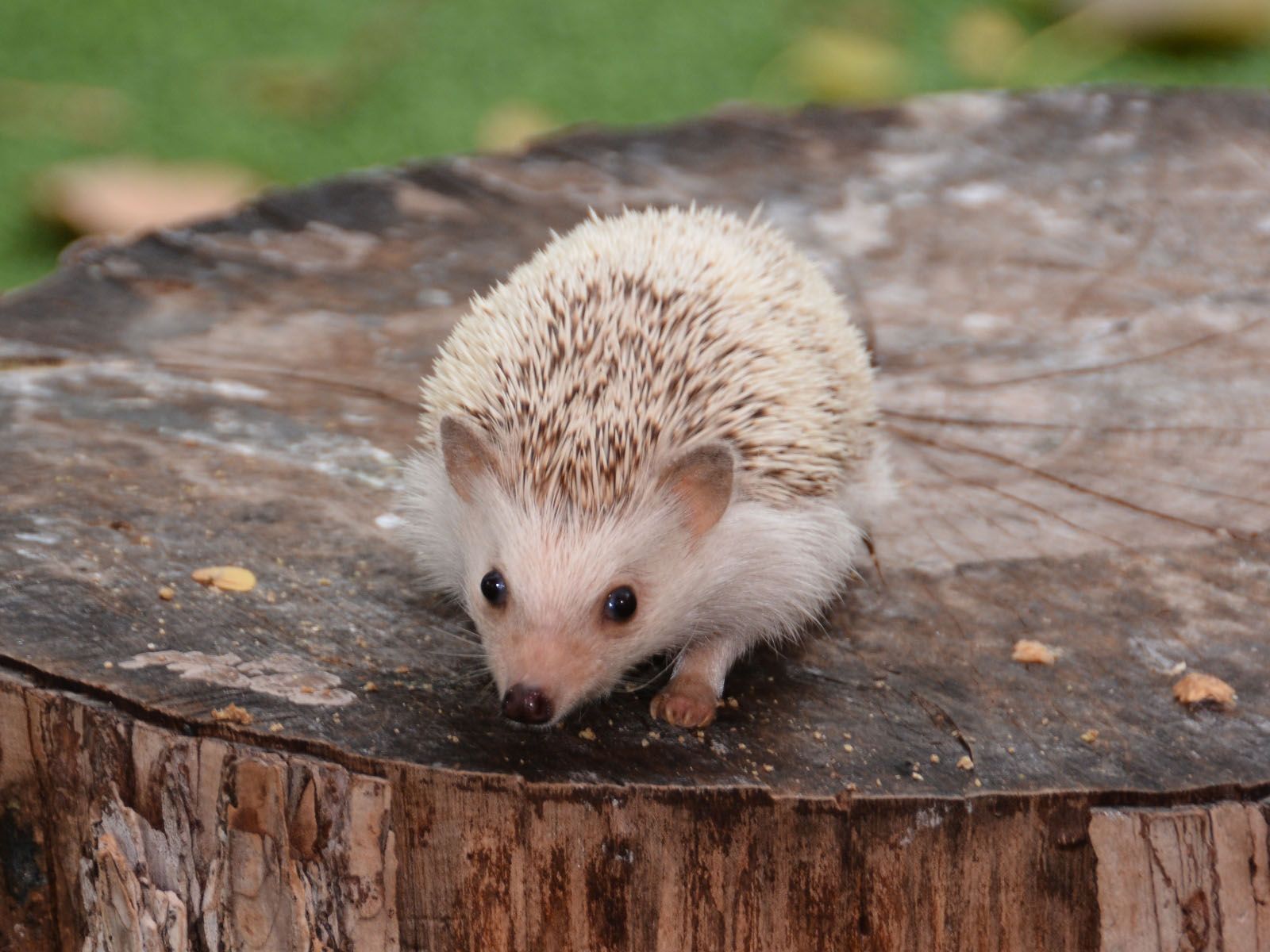 Four-toed Hedgehog