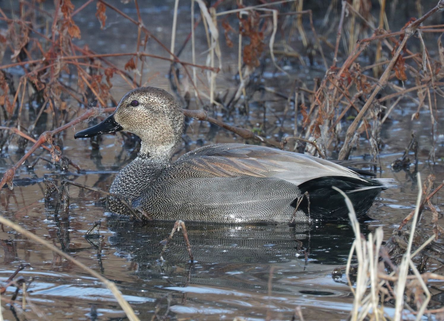 Gadwall
