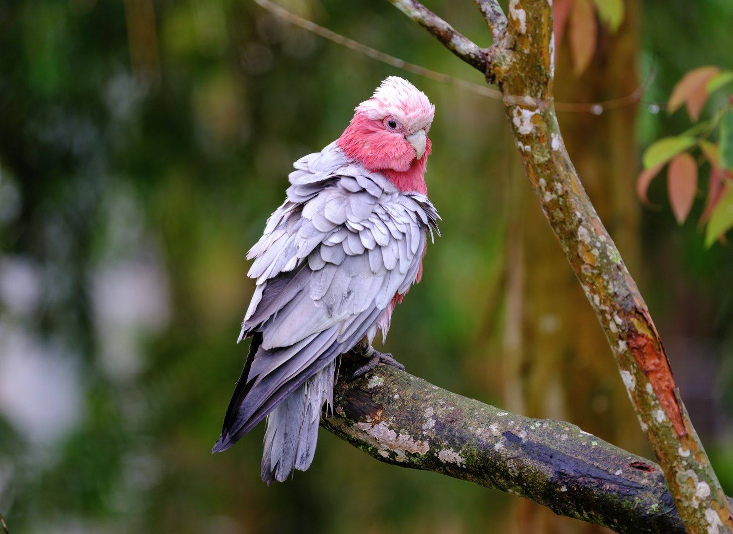 Galah