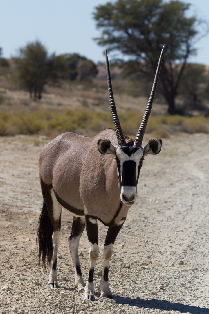 Gemsbok