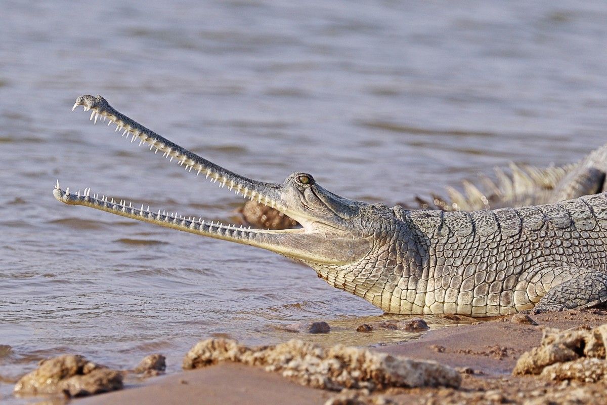 Gharial