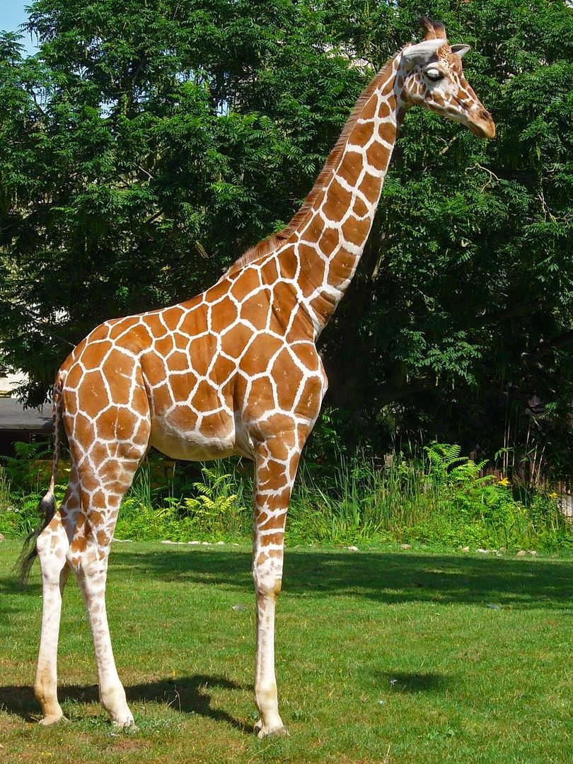 Giraffe