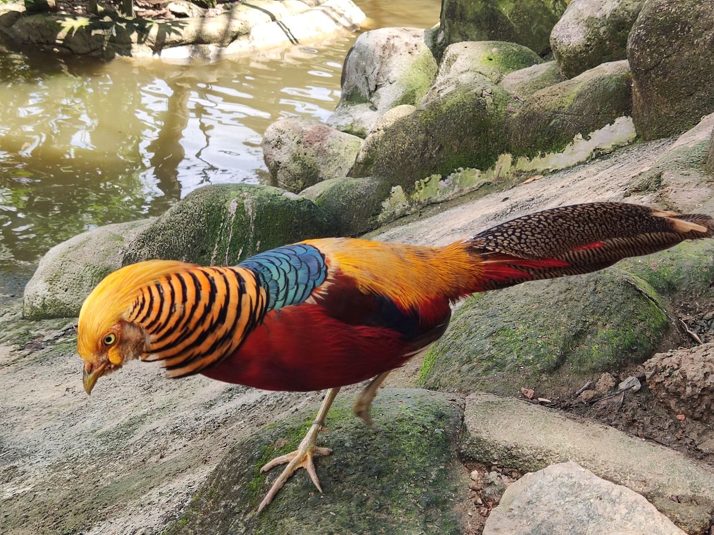 Golden Pheasant