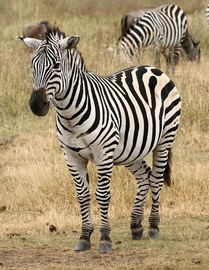 Grant's Zebra