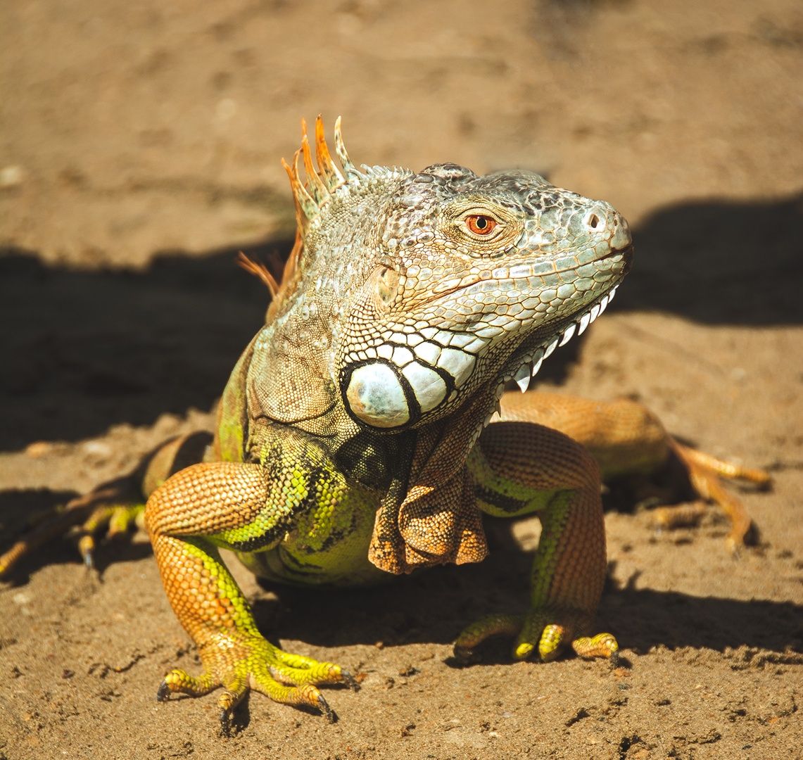 Green Iguana