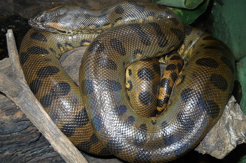 Green anaconda