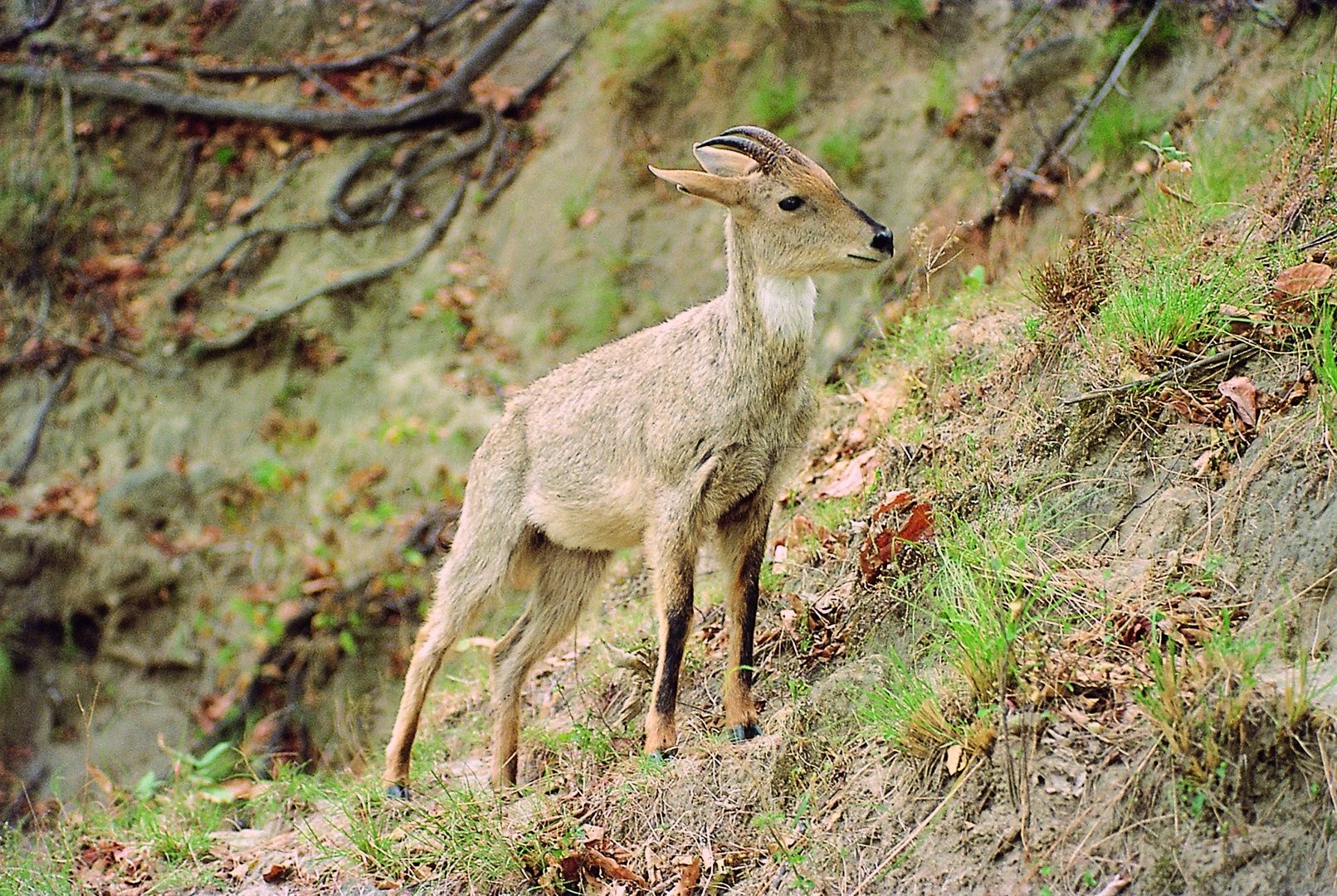 Himalayan Goral