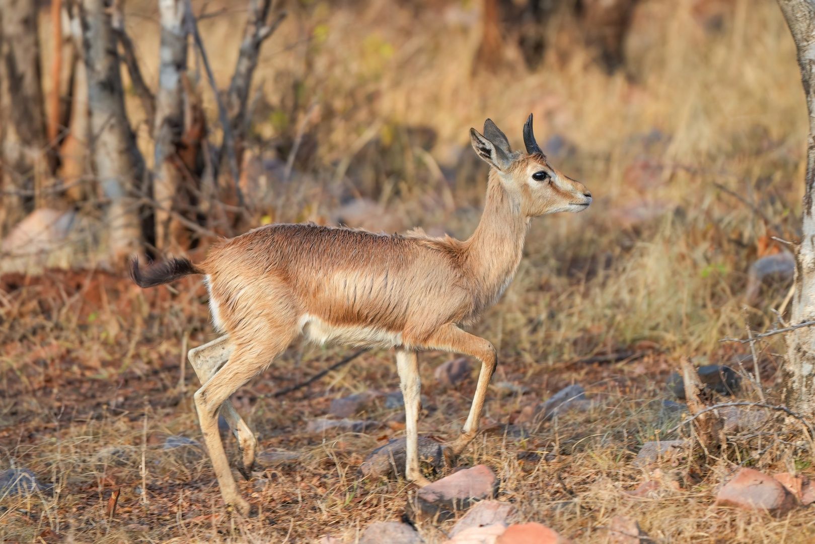 Indian Gazelle