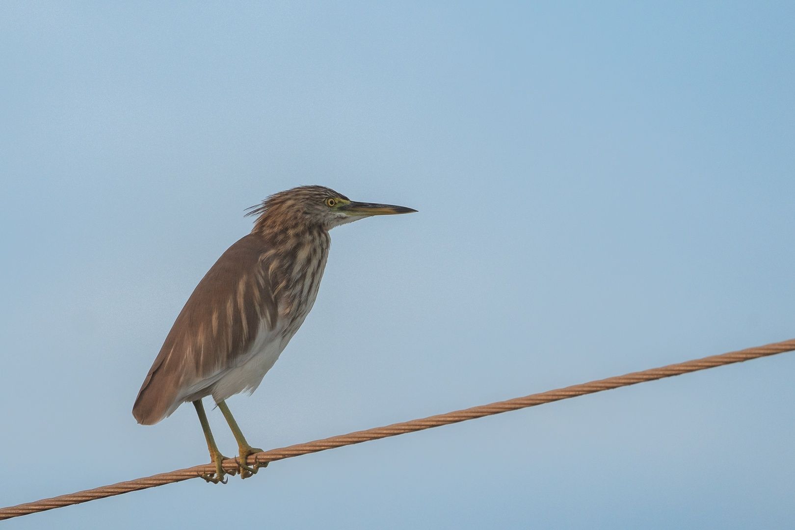 Indian Pond Heron
