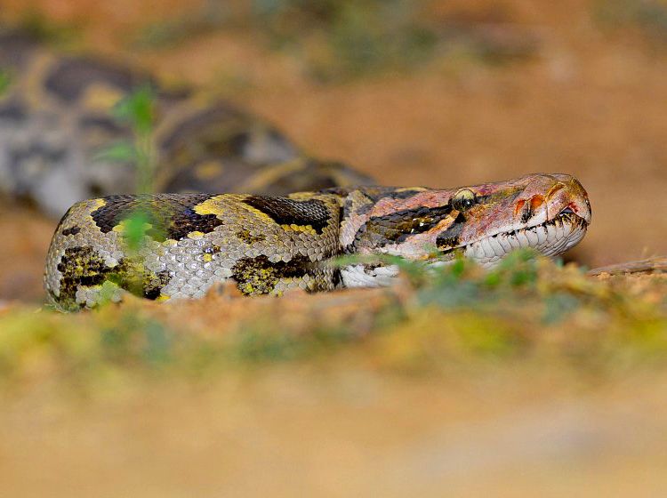 Indian Rock Python