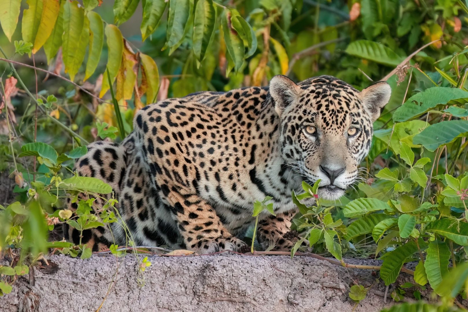 Jaguar