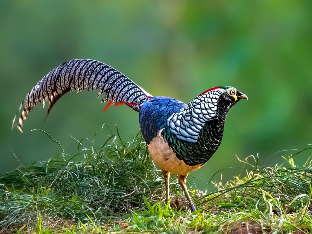 Lady Amherst's Pheasant