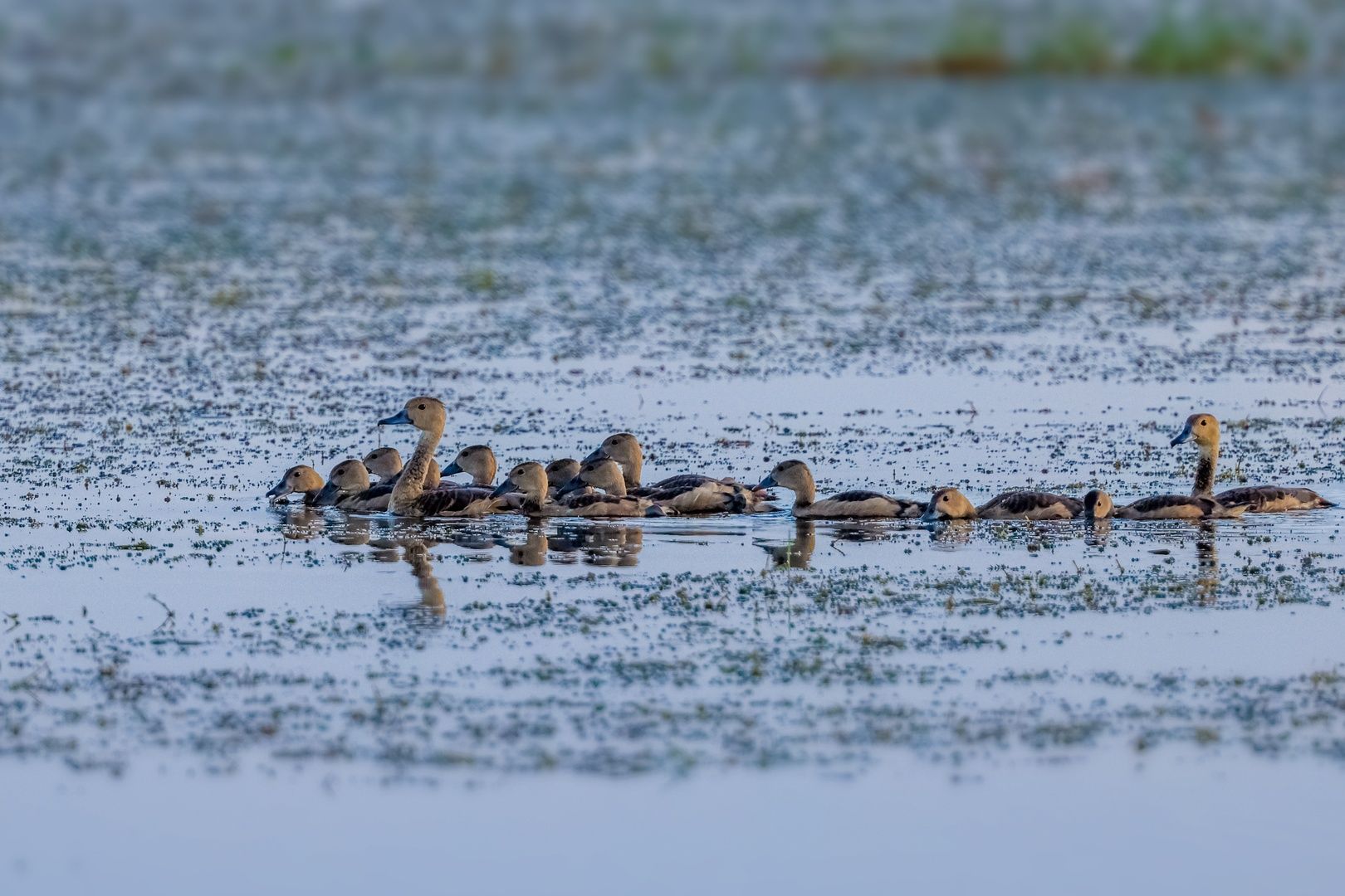 Lesser Whistling Duck