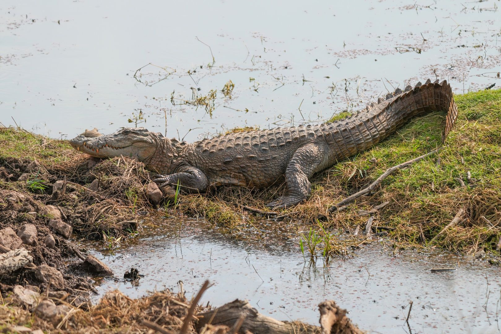 Marsh Crocodile
