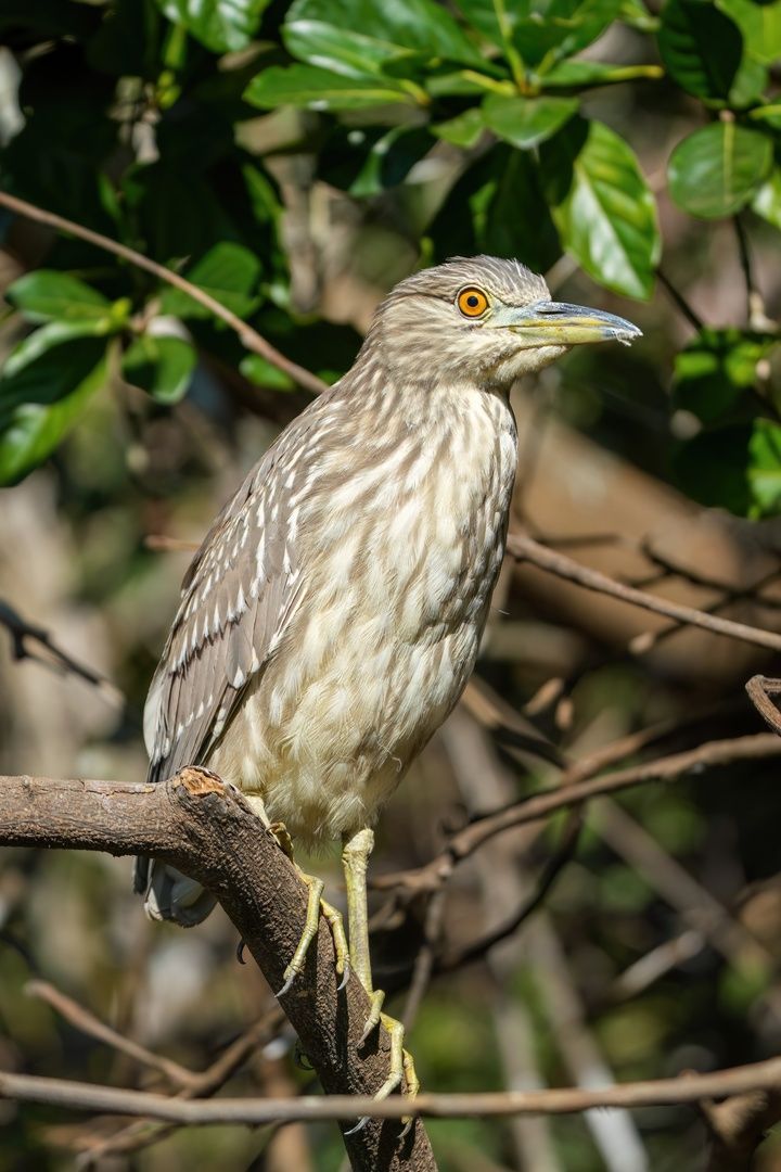 Night Heron