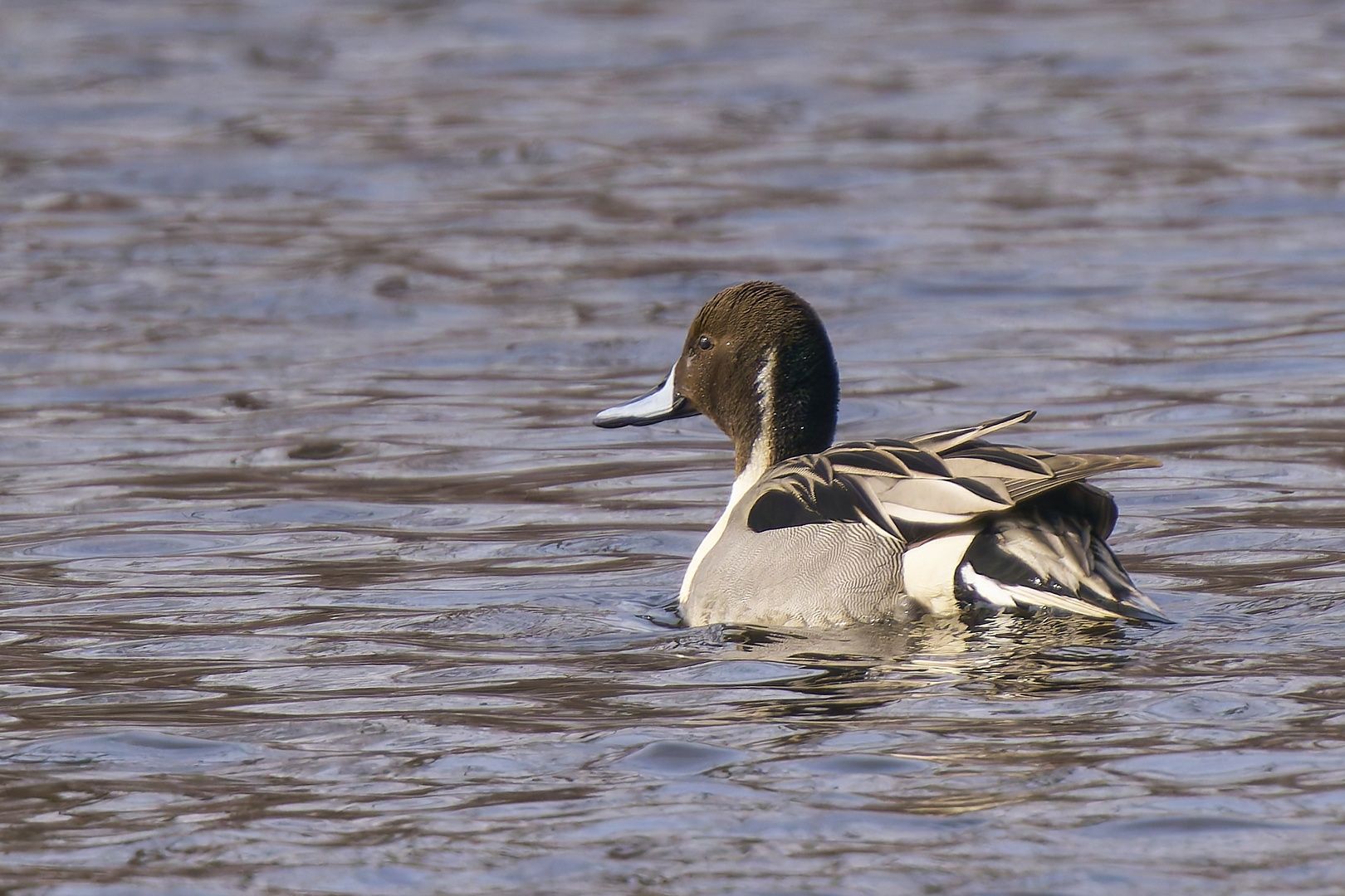 Northern Pintail