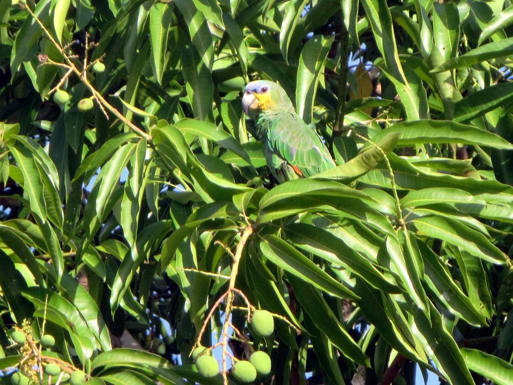 Orange-winged Amazon