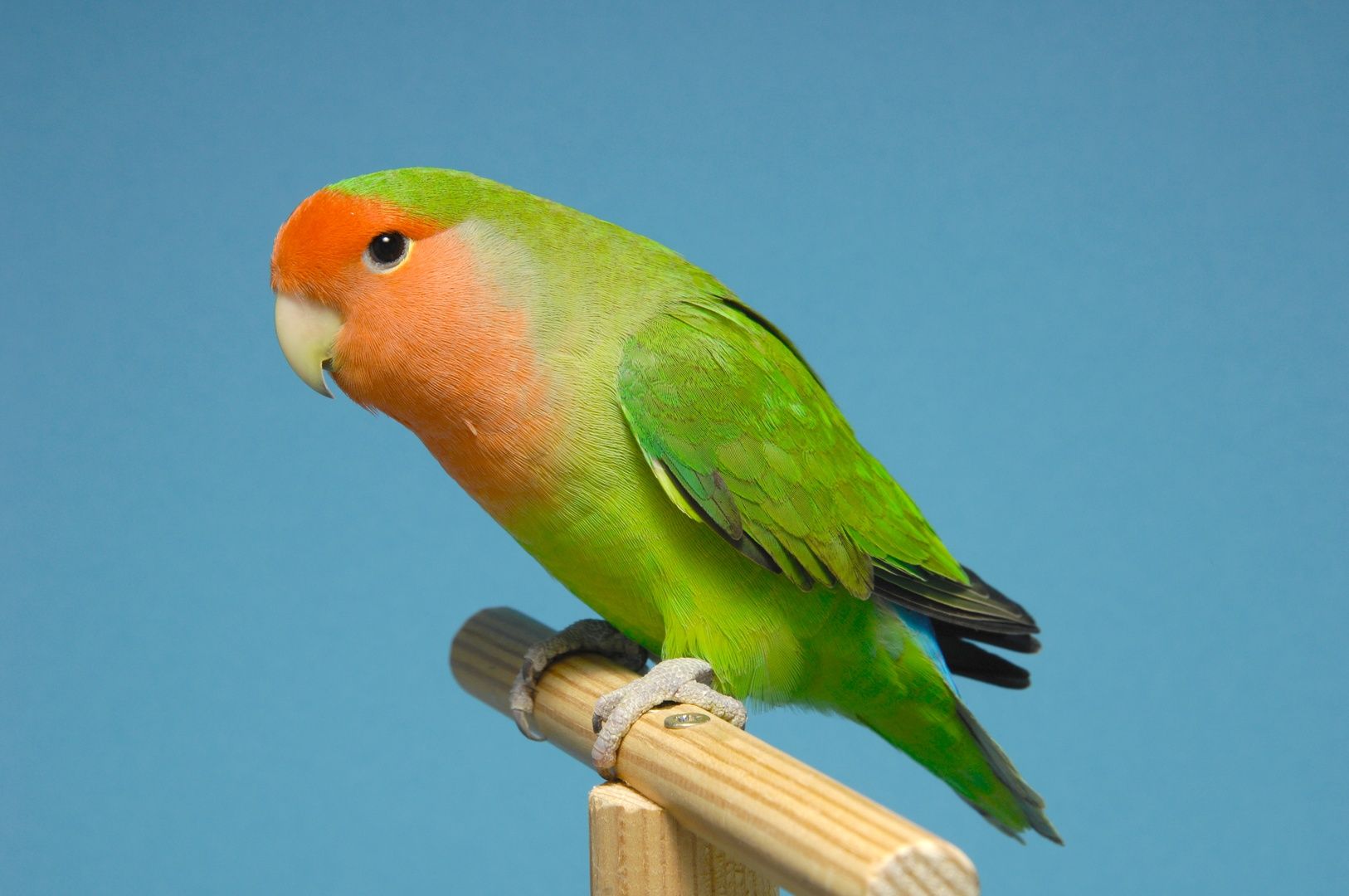 Peach-Faced Lovebird