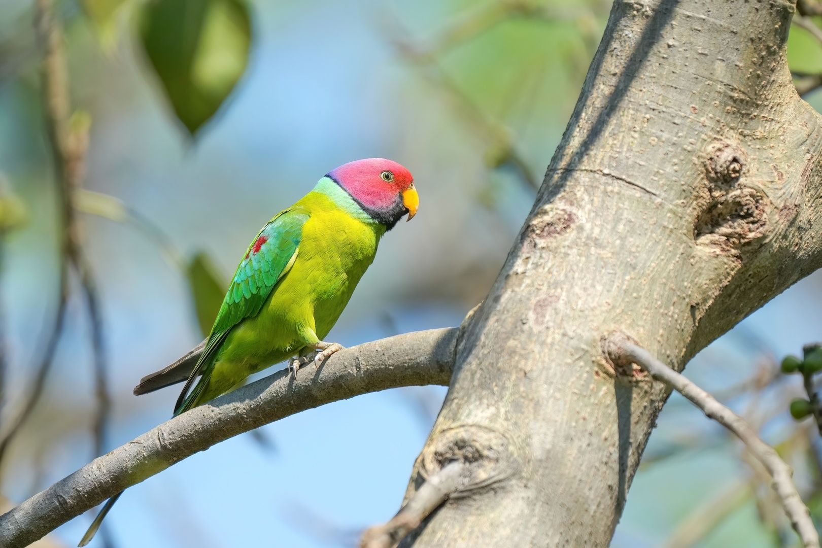 Plum-headed Parakeet