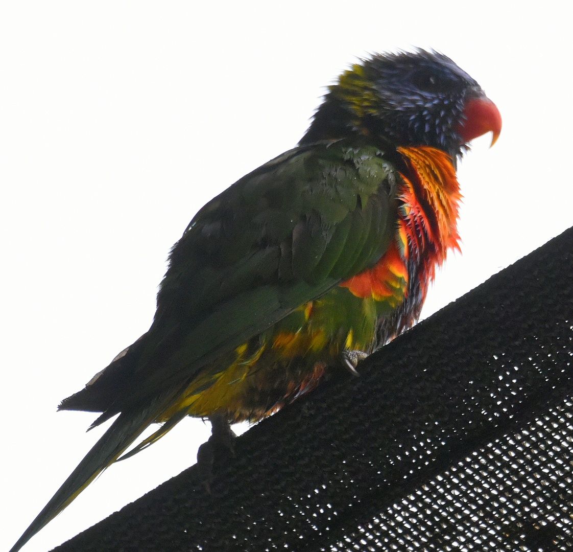 Rainbow Lorikeet