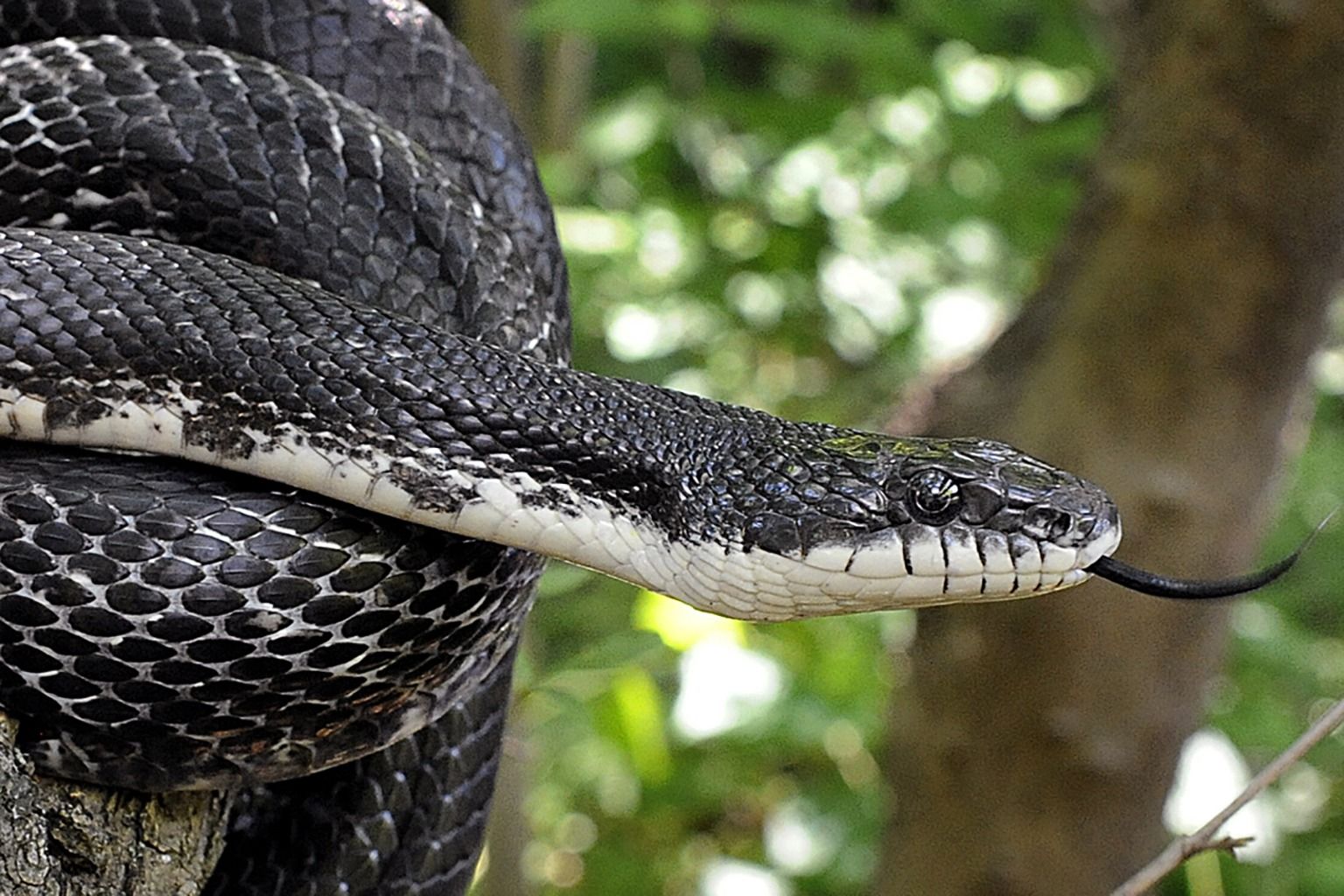 Rat Snake