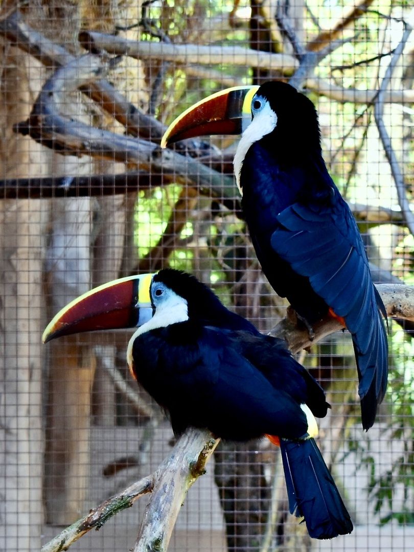 Red-Billed Toucan